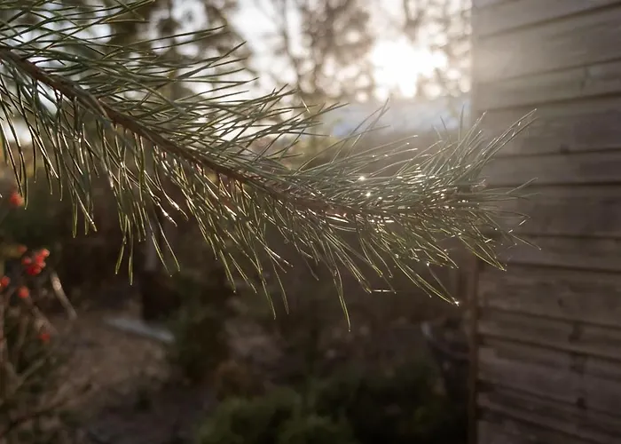 Tatil Evi Tiny House Mayu - Veluwe Airco 4 Persons Arnhem