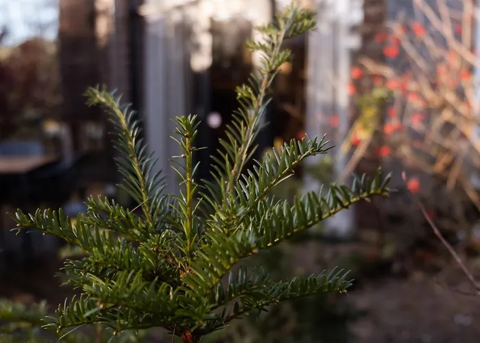 Tiny House Mayu - Veluwe Airco 4 Persons *